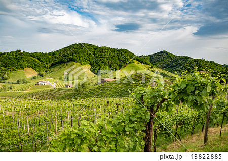 Prosecco region, view of hills with vineyards 43822885