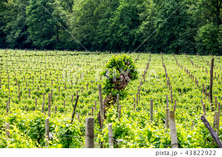 Prosecco region, view of hills with vineyards 43822922