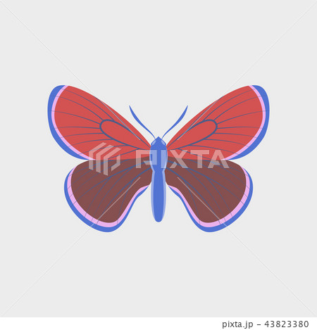 Colorful icon of butterfly isolated on white Colorful icon of butterfly isolated on white 43823380