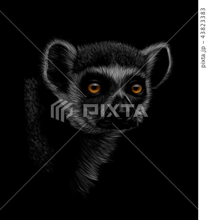 Portrait of a head of a ring-tailed lemur on a black background 43823383
