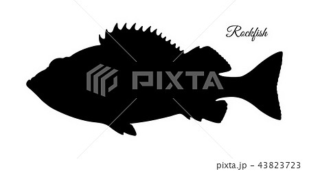 Silhouette of rockfish. 43823723