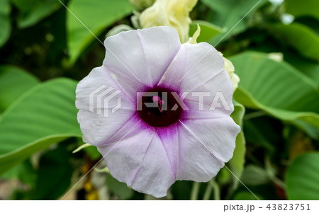 Close up of purple morning glory flower 43823751