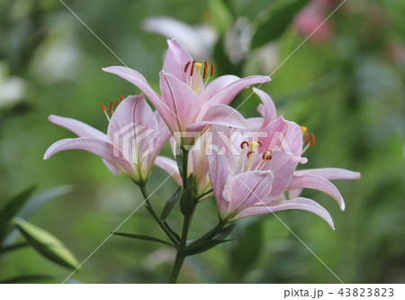 ところざわゆり園 ピンク色ゆりの花の写真素材 4333