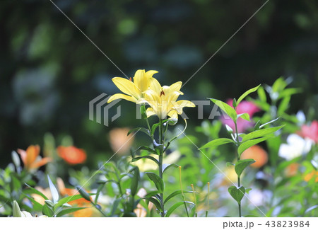 ところざわゆり園 色とりどりのゆり ところざわゆり園 色とりどりのゆり 43823984