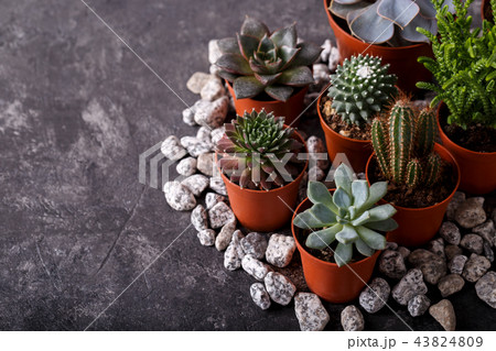 Small echeveria succulents and cactus 43824809
