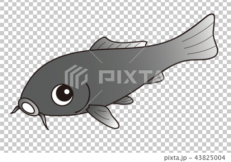鯉 ニシキゴイ 黒色のイラスト素材