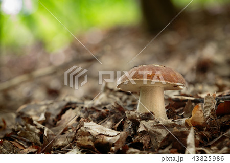boletus reticulatus boletus reticulatus 43825986