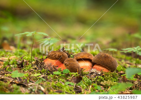 neoboletus luridiformis neoboletus luridiformis 43825987