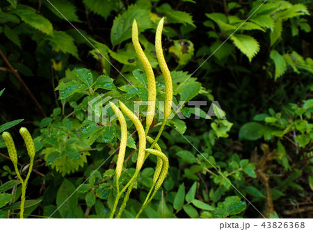 ヒカゲノカズラ胞子のう穂 43826368