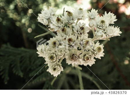 ヤマハハコの花 ヤマハハコの花 43826370
