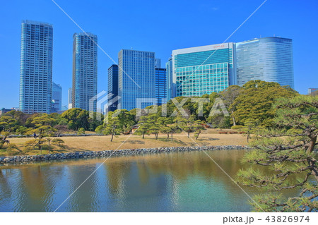 浜離宮恩賜庭園と汐留高層ビル群 43826974