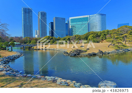 浜離宮恩賜庭園と汐留高層ビル群 43826975