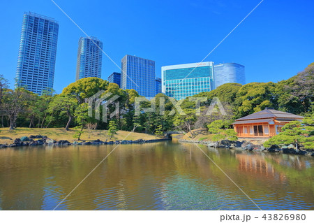 浜離宮恩賜庭園と汐留高層ビル群 浜離宮恩賜庭園と汐留高層ビル群 43826980