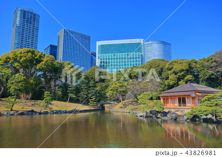 浜離宮恩賜庭園と汐留高層ビル群 浜離宮恩賜庭園と汐留高層ビル群 43826981