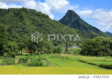黄金色の田んぼと蒲生岳　福島県只見町 43827059