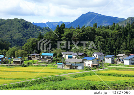 黄金色の田んぼと浅草岳　福島県只見町 43827060