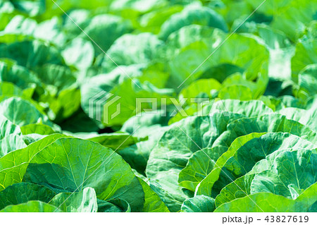 キャベツ畑・野辺山高原 43827619