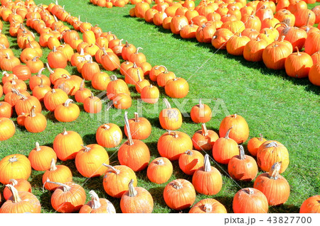 たくさんのカボチャ たくさんのカボチャ 43827700