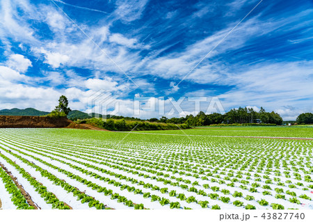 《長野県》野辺山高原・レタス畑 《長野県》野辺山高原・レタス畑 43827740