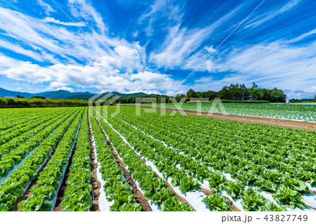 《長野県》野辺山高原・レタス畑 43827749