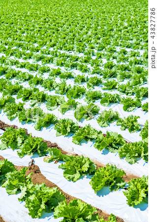長野県 野辺山高原 レタス畑の写真素材
