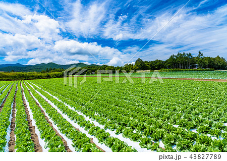《長野県》野辺山高原・レタス畑 43827789