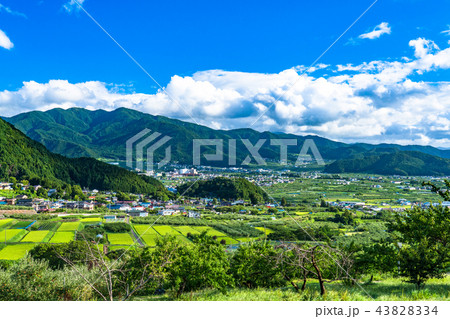 《長野県》夏空とのどかな眺め 43828334
