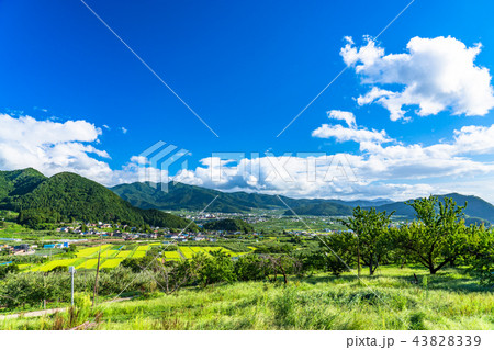 《長野県》夏空とのどかな眺め 《長野県》夏空とのどかな眺め 43828339