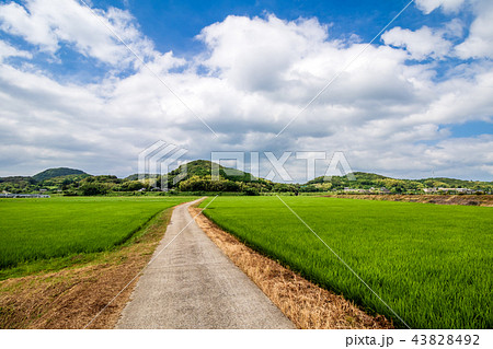 水田と田舎道 43828492