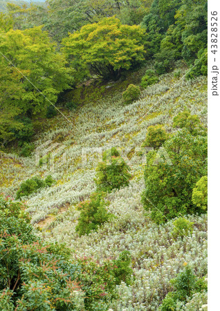 母子草の群生地 43828526