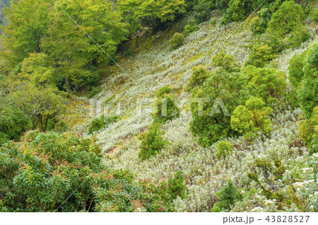 母子草の群生地 母子草の群生地 43828527