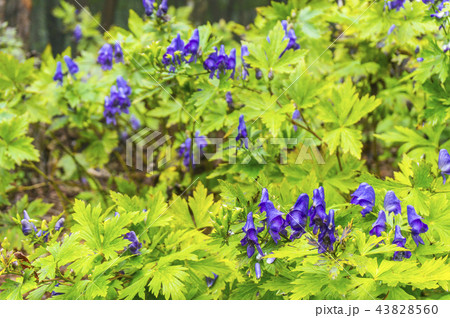 山鳥兜 山鳥兜 43828560