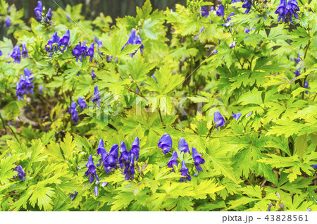 山鳥兜 山鳥兜 43828561