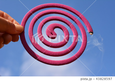 蚊取線香イメージ素材、ピンク、右巻き、手、青空背景 43828597