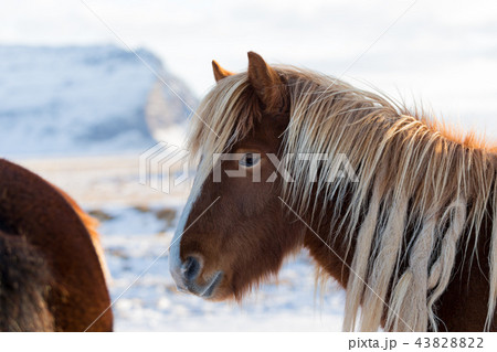 Horses in the mountains in Iceland Horses in the mountains in Iceland 43828822
