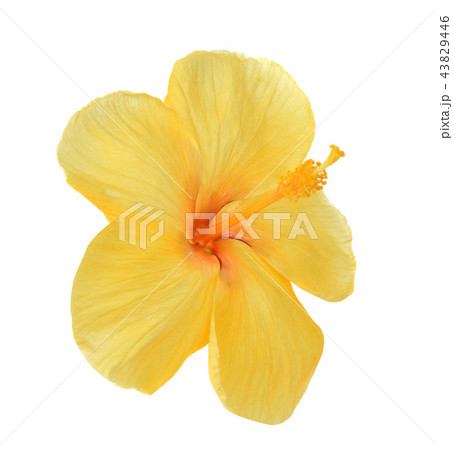 Yellow hibiscus isolated on white background 43829446