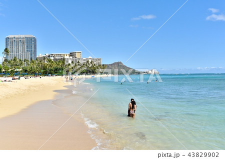 ハワイの休日 43829902