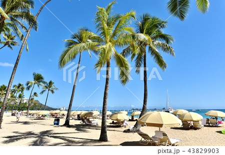 ハワイの休日 43829903