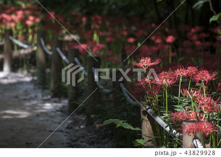コトムルト ナツズイセン 花 43829928