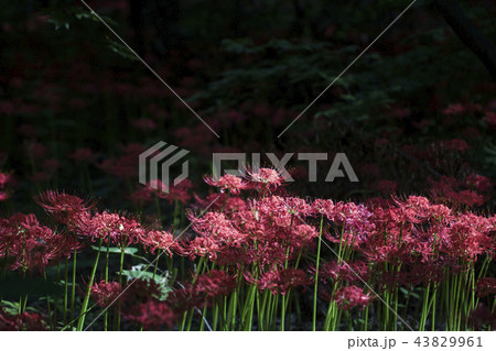 花 植物 夏 43829961