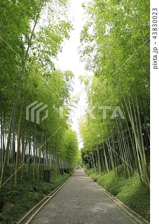 快晴の青空と竹林 越谷市 花田苑 の写真素材