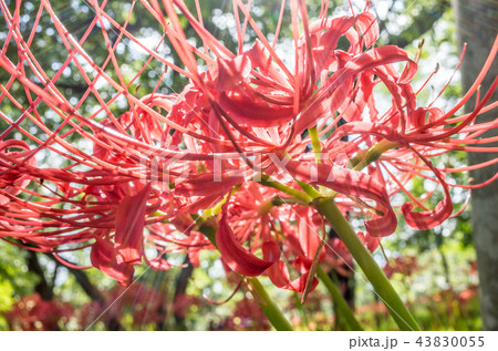 ヒガンバナ ヒガンバナ 43830055