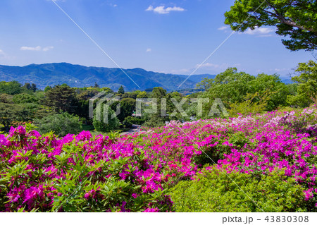 静岡県伊東市小室山公園のつつじ 43830308