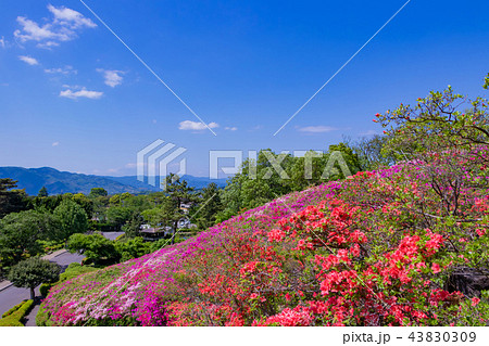 静岡県伊東市小室山公園のつつじ 43830309