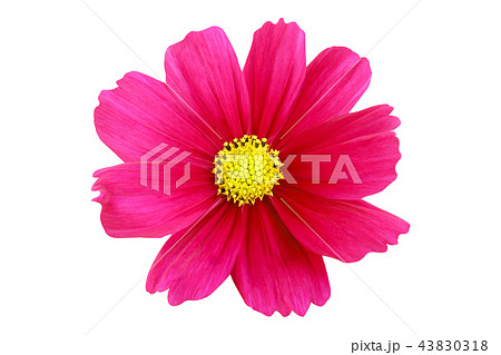 Beautiful pink cosmos flower isolated on white 43830318