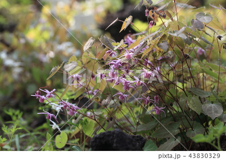 イカリソウ 43830329