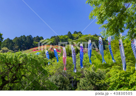 静岡県熱海市姫の沢公園のつつじ 静岡県熱海市姫の沢公園のつつじ 43830505