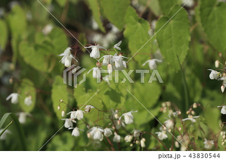 バイカイカリソウ バイカイカリソウ 43830544