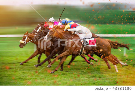 Race horses with jockeys on the home straight 43831180