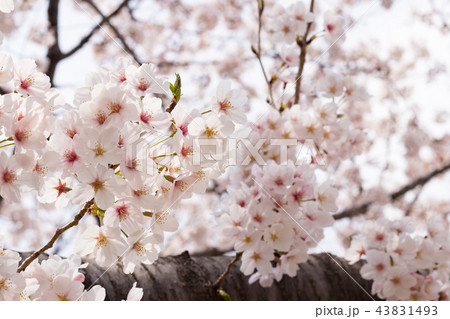 新横浜公園の桜 新横浜公園の桜 43831493